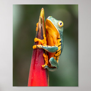 Poster Sapo de Árvore Macaco de Pernas de Tigre Laranja