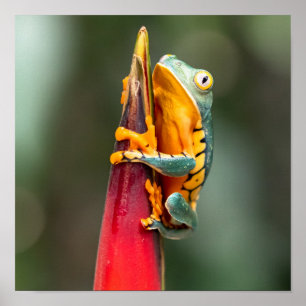 Poster Sapo de Árvore Macaco de Pernas de Tigre Laranja