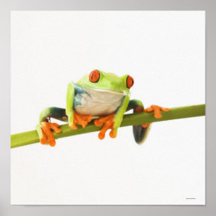 Póster Sapo de árvore na haste