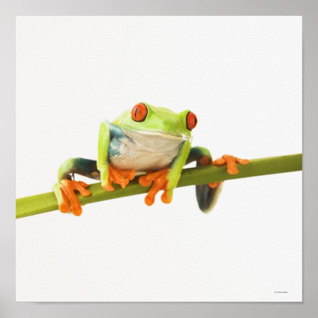 Póster Sapo de árvore no tronco (Frente)