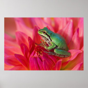 Póster Sapo de árvore pacífico nas flores em nosso