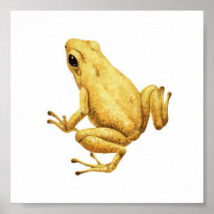 Poster Sapo de dardo venenoso