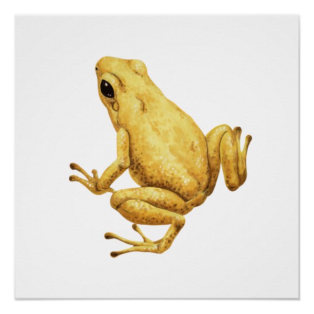 Póster Sapo de dardo venenoso (Frente)
