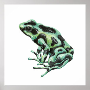 Poster Sapo de dardo venenoso