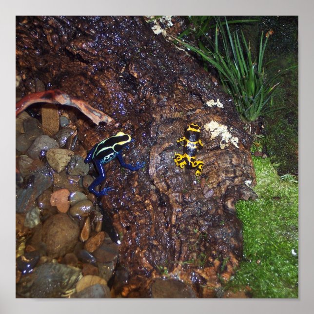 Poster Sapo de dardos venenosos (Frente)