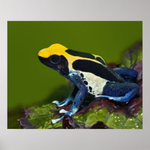 Póster Sapo de Dart Cobalto, Dendrobates