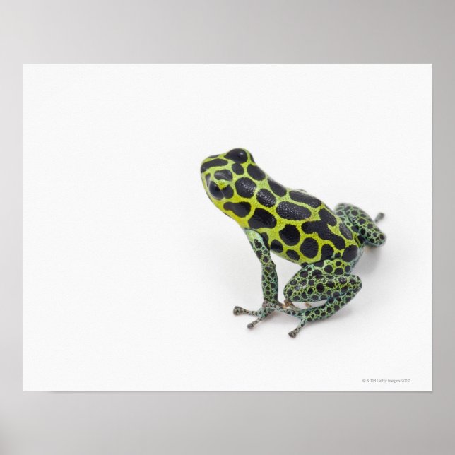 Poster Sapo de Dart Venenoso Verde em Preto (Frente)