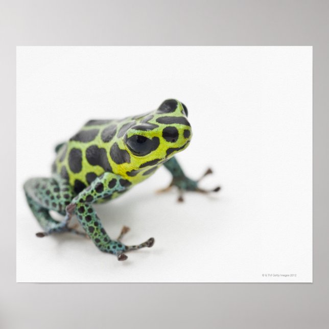 Póster Sapo de Dart Venenoso Verde em Preto (Ranitomeya) (Frente)