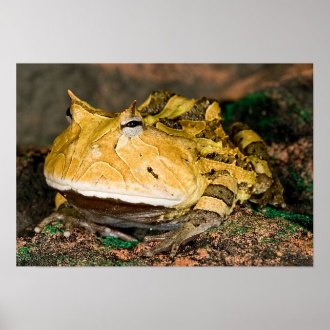 Poster Sapo do Corno brasileiro, Ceratophrys cornuta, 3 (Frente)