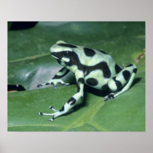 Poster Sapo do dardo do veneno, (auratus de Dendrobates)