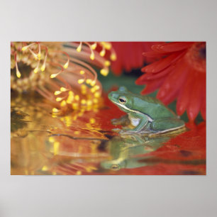 Póster Sapo e reflexões entre as flores. Crédito como: