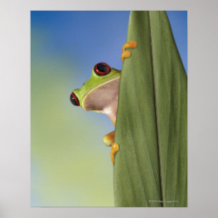 Poster Sapo Eyed vermelho de Tre que espreita atrás de