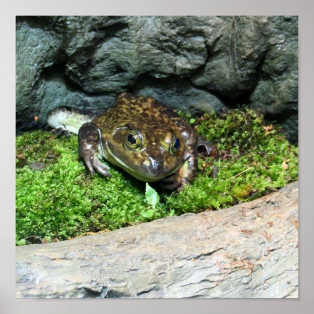 Poster Sapo Feliz (Frente)