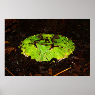 Póster Sapo Horned Ceratophrys Cornuta de Surinam