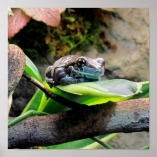 Póster Sapo na Folha