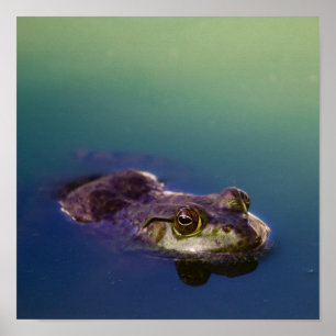 Poster Sapo nos olhos dos Sapos verdes em água