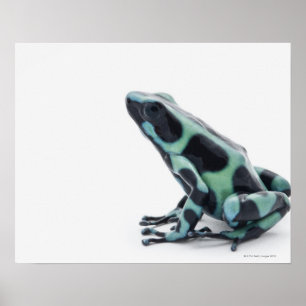 Póster Sapo preto e verde do dardo do veneno