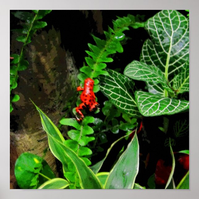 Póster Sapo Red Dart CB (Frente)