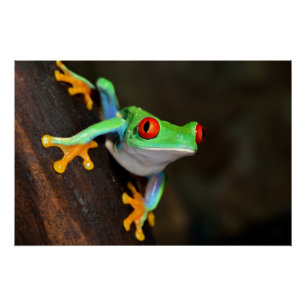 Póster Sapo Tropical Vermelho - Agalychnis Callidryas