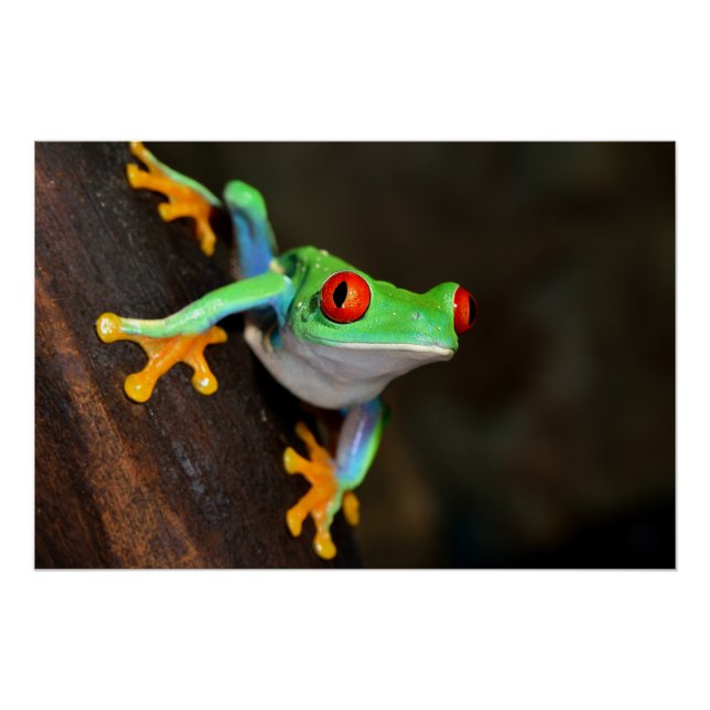 Póster Sapo Tropical Vermelho - Agalychnis Callidryas (Frente)