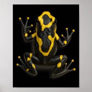 Poster Sapo Veneno Design de Escalada Selva Realista
