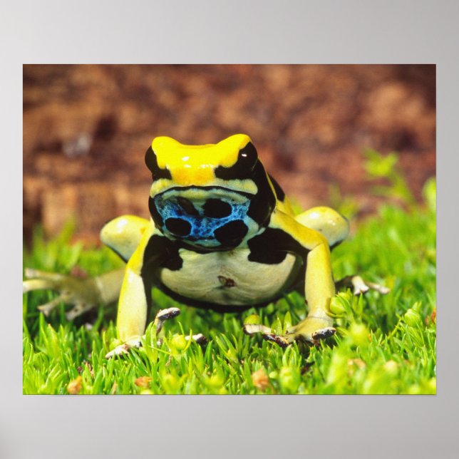 Póster Sapo Venenoso Tingente, Dendrobates tinctorius, (Frente)