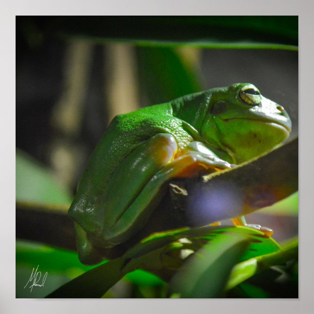 Poster Sapo verde assinado (Frente)