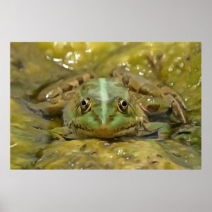 Poster Sapo Verde Camuflado Contra A Cama Do Rio Atacado