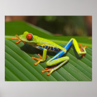 Sapo verde de olhos vermelhos