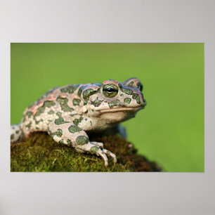 Poster Sapo-verde-europeu