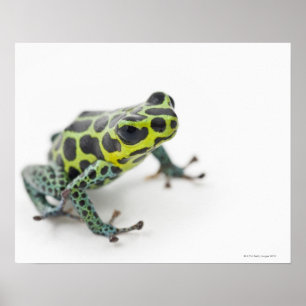 Póster Sapo verde manchado preto do dardo do veneno