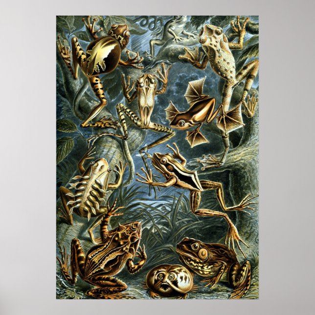 Poster Sapos Vintage de Ernst Haeckel (Frente)