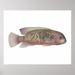 Poster Sarabia cichlid