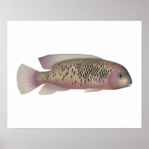 Poster Sarabia cichlid