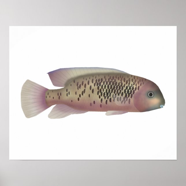Poster Sarabia cichlid (Frente)