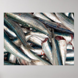 Póster Sardinhas frescas