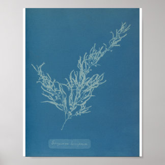 Poster Sargassum bacciferum por Anna Atkins
