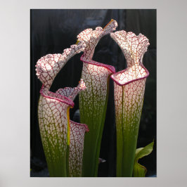 Poster Sarracenia leucofilla FotoPoster Wall Art
