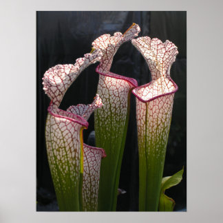 Poster Sarracenia leucofilla FotoPoster Wall Art