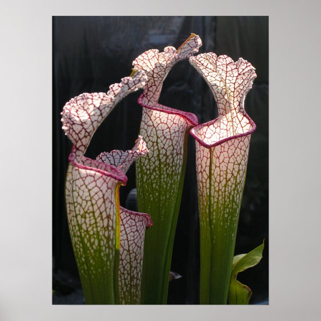 Poster Sarracenia leucofilla FotoPoster Wall Art (Frente)