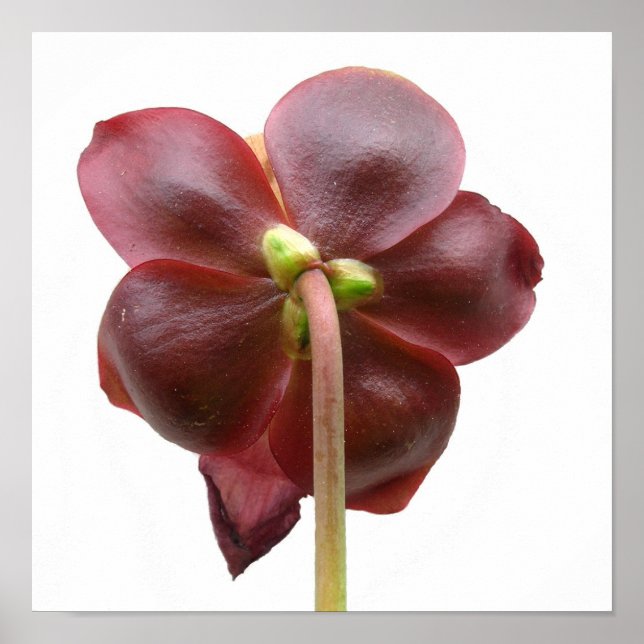Póster Sarracenia purpurea Flor de Pitcher (Frente)