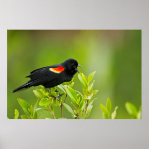 Póster Sarro-de-asa-vermelha (Agelaius Phoeniceus)