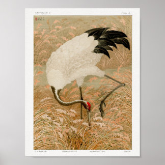 Poster Sarus Crane in Rice Field, por G.A. Audsley (1884)