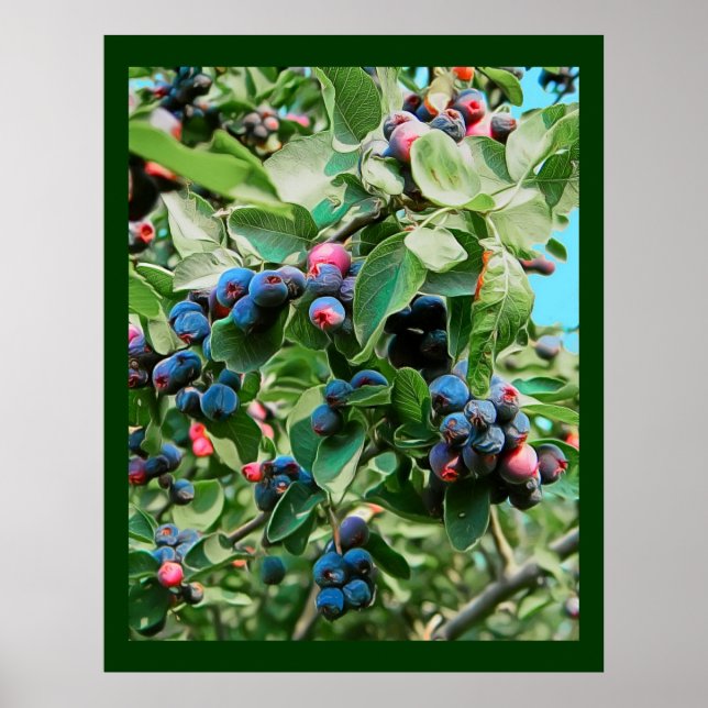 Poster Saskatoon (Frente)