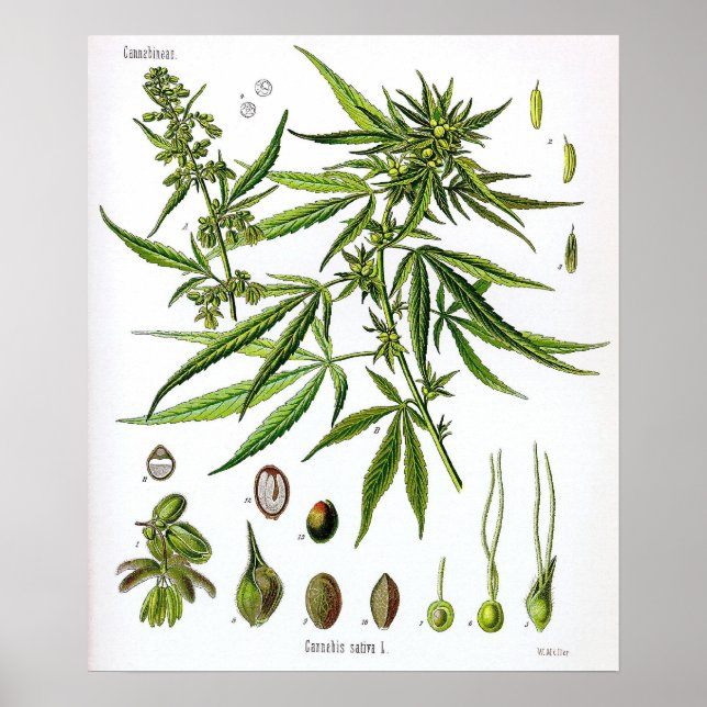 Poster Sativa Plant Vintage Botany Draany (Frente)