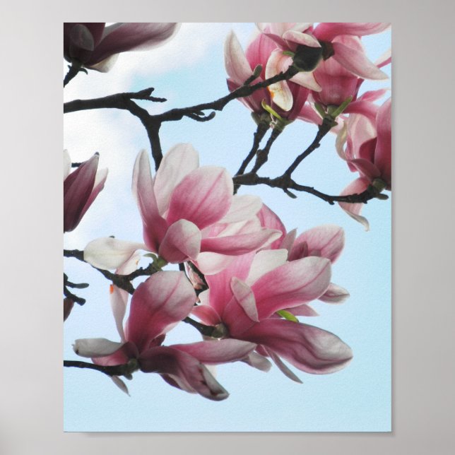 Poster Saucer Magnolia Tulipas Flores Brancas Rosa (Frente)