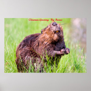Poster Saudações de Natal Big Beaver