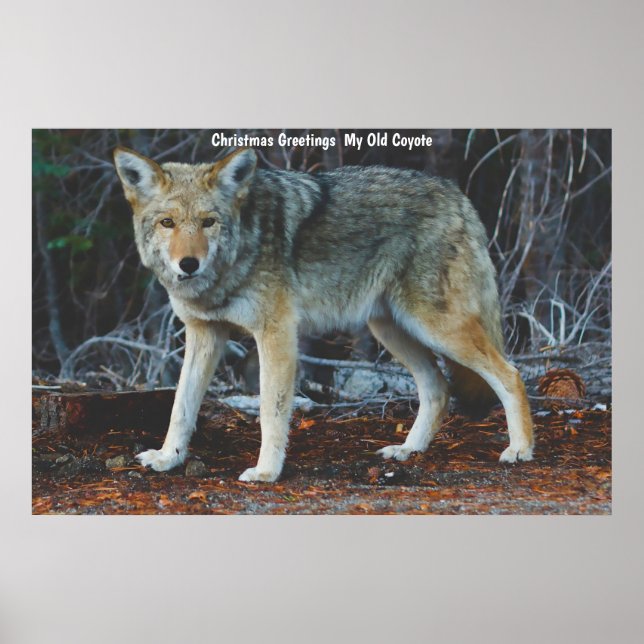 Poster Saudações de Natal Meu Velho Coyote (Frente)