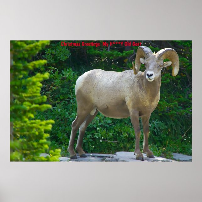 Poster Saudações de Natal Minha Cabra Querida (Frente)
