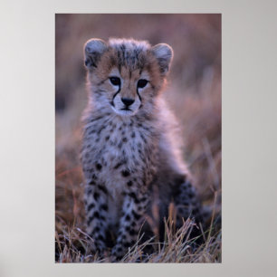 Póster Savana de Cub   da chita, Kenya